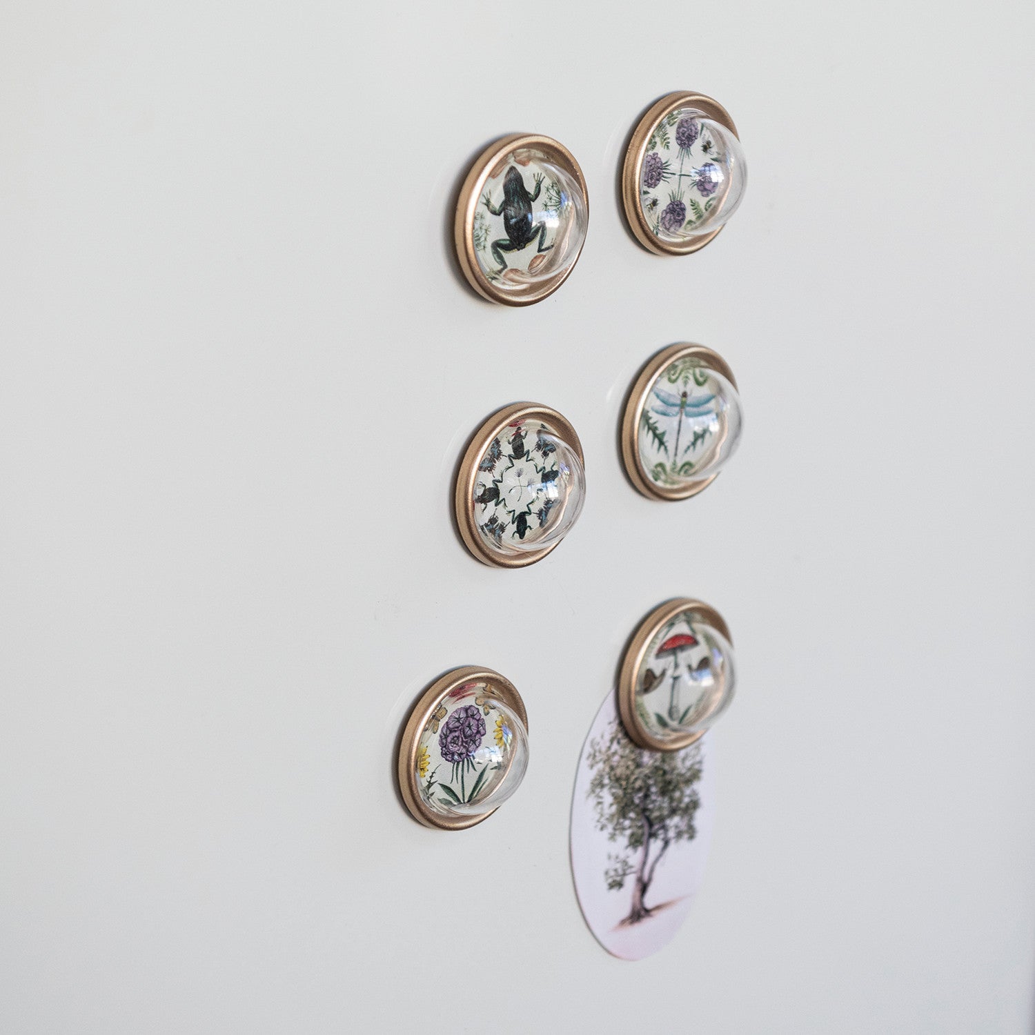 Animal & Botanical Magnet Set